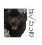 黒ポメひじき（個別スタンプ：1）