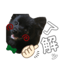 黒ポメひじき（個別スタンプ：2）