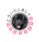 黒ポメひじき（個別スタンプ：4）