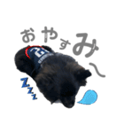 黒ポメひじき（個別スタンプ：6）