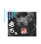 黒ポメひじき（個別スタンプ：9）
