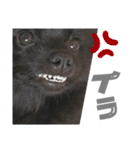 黒ポメひじき（個別スタンプ：14）