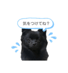 黒ポメひじき（個別スタンプ：19）