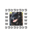 黒ポメひじき（個別スタンプ：21）