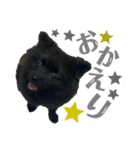 黒ポメひじき（個別スタンプ：24）