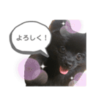 黒ポメひじき（個別スタンプ：27）