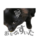 黒ポメひじき（個別スタンプ：31）