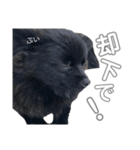 黒ポメひじき（個別スタンプ：36）