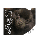 黒ポメひじき（個別スタンプ：37）