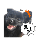 黒ポメひじき（個別スタンプ：40）