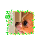日常で使えるU^ェ^Uのスタンプ（個別スタンプ：7）