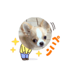 日常で使えるU^ェ^Uのスタンプ（個別スタンプ：8）