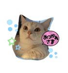あいさつねこのむーちゃん（個別スタンプ：4）