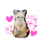 あいさつねこのむーちゃん（個別スタンプ：5）