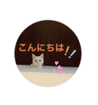 あいさつねこのむーちゃん（個別スタンプ：7）