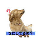ゴールデンレトリバーのすばるくん③（個別スタンプ：1）