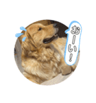 ゴールデンレトリバーのすばるくん③（個別スタンプ：2）
