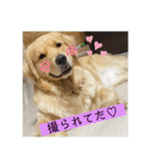 ゴールデンレトリバーのすばるくん③（個別スタンプ：4）