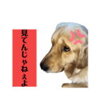 ゴールデンレトリバーのすばるくん③（個別スタンプ：5）