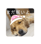 ゴールデンレトリバーのすばるくん③（個別スタンプ：6）