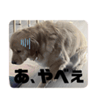 ゴールデンレトリバーのすばるくん③（個別スタンプ：8）