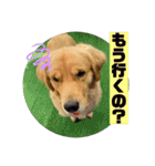 ゴールデンレトリバーのすばるくん③（個別スタンプ：13）