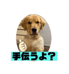 ゴールデンレトリバーのすばるくん③（個別スタンプ：15）