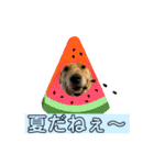 ゴールデンレトリバーのすばるくん③（個別スタンプ：16）