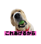 ゴールデンレトリバーのすばるくん③（個別スタンプ：19）