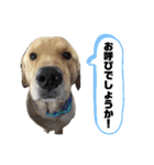 ゴールデンレトリバーのすばるくん③（個別スタンプ：22）
