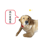 ゴールデンレトリバーのすばるくん③（個別スタンプ：23）