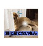 ゴールデンレトリバーのすばるくん③（個別スタンプ：26）