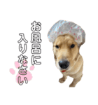 ゴールデンレトリバーのすばるくん③（個別スタンプ：27）