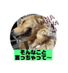 ゴールデンレトリバーのすばるくん③（個別スタンプ：29）