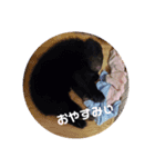 ウチのくぅたん❤︎（個別スタンプ：3）