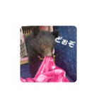 ウチのくぅたん❤︎（個別スタンプ：5）