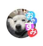 日本スピッツのまるるん＋猫（個別スタンプ：2）