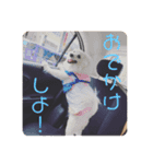 日本スピッツのまるるん＋猫（個別スタンプ：8）