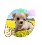 犬好き♥（個別スタンプ：5）