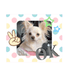 犬好き♥（個別スタンプ：6）