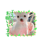 犬好き♥（個別スタンプ：9）