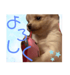 犬好き♥（個別スタンプ：10）