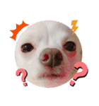 犬好き♥（個別スタンプ：13）