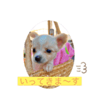 犬好き♥（個別スタンプ：17）