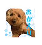 犬好き♥（個別スタンプ：20）
