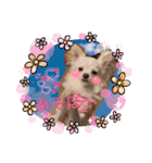 犬好き♥（個別スタンプ：21）