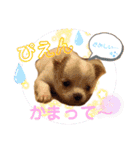 犬好き♥（個別スタンプ：22）