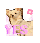 犬好き♥（個別スタンプ：25）