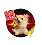 犬好き♥（個別スタンプ：30）