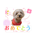 犬好き♥（個別スタンプ：31）